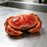 Frozen Cooked Brown Crab