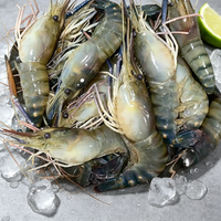 Giant River Prawn