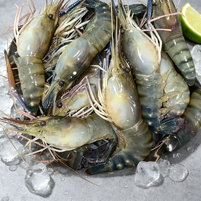 Giant River Prawn