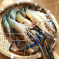Giant River Prawn