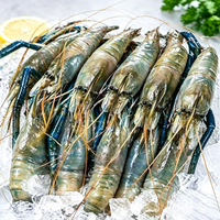 Giant River Prawn