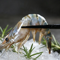 Giant River Prawn
